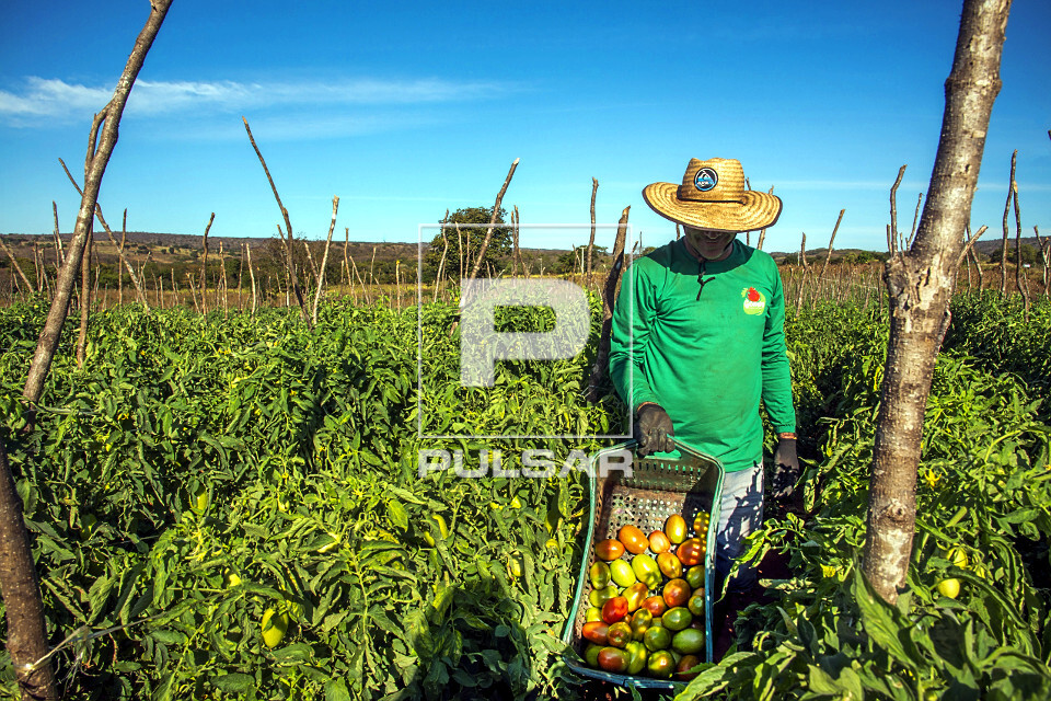 Trabalhador rural durante colheita de tomate