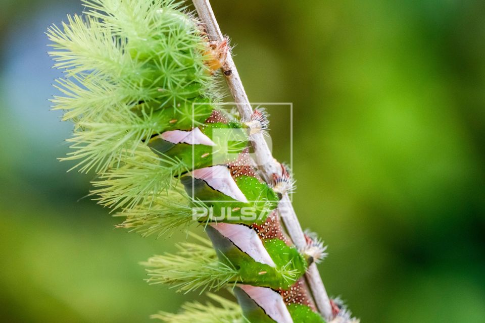 Detalhe dos pelos da lagarta urticante da mariposa Automeris - lagarta do cesto ou mariposa olho de coruja