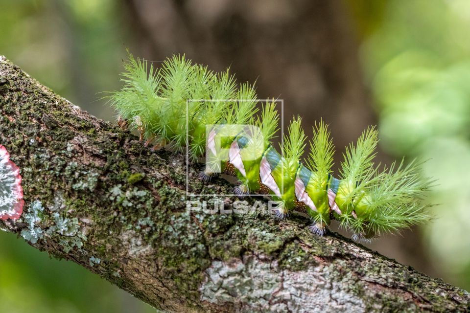 Lagarta urticante da mariposa Automeris - lagarta do cesto ou mariposa olho de coruja