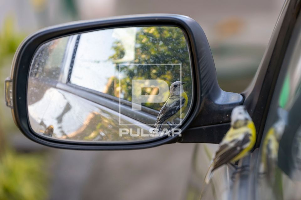 Cambacica brigando com reflexo do espelho de carro