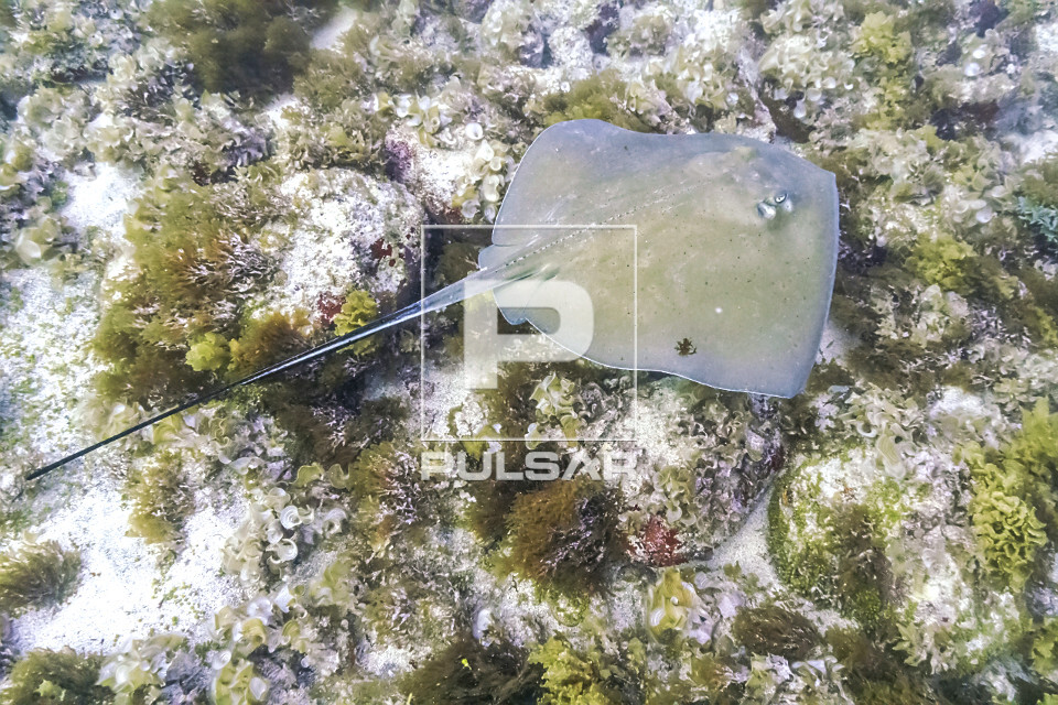 Raia-manteiga - Parque Nacional Marinho de Fernando de Noronha - 