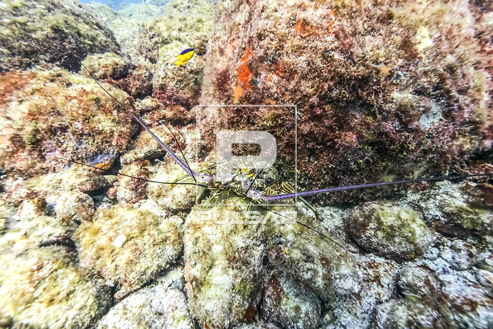 Lagosta na toca - Parque Nacional Marinho de Fernando de Noronha - 