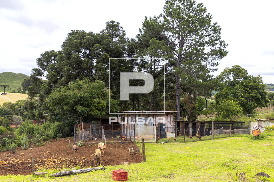 Galinheiro e chiqueiro em pequena propriedade rural