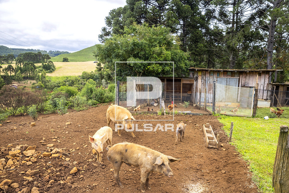 Galinheiro e chiqueiro em pequena propriedade rural