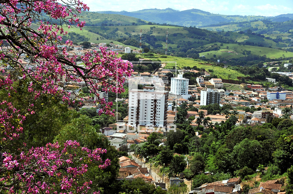 Paineira florida na zona urbana da cidade de Socorro - interior de SP