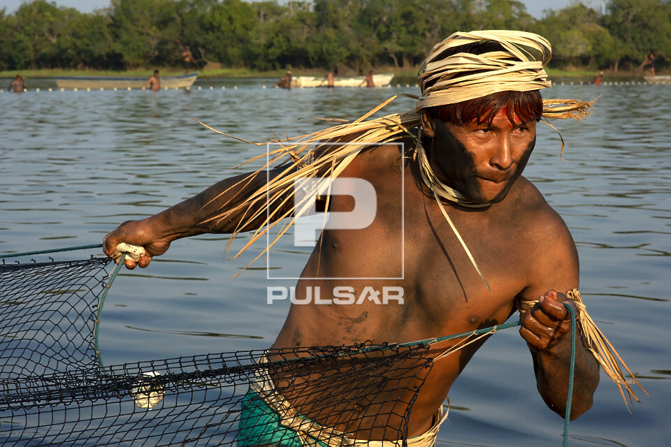 Indígena da etnia Waurá da Aldeia Piyulaga arrastando a grande rede ...