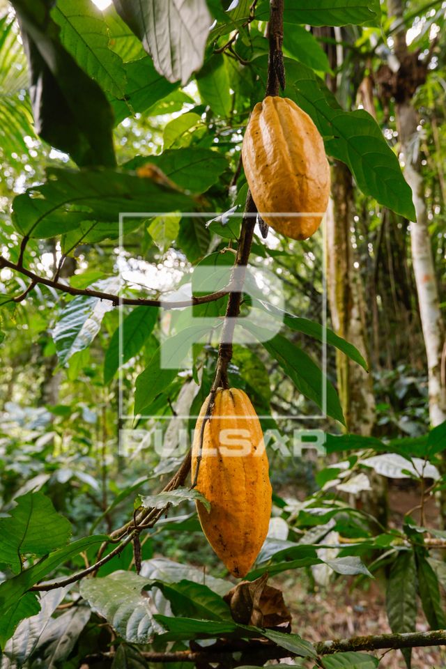 Cacau plantado no sistema agroflorestal