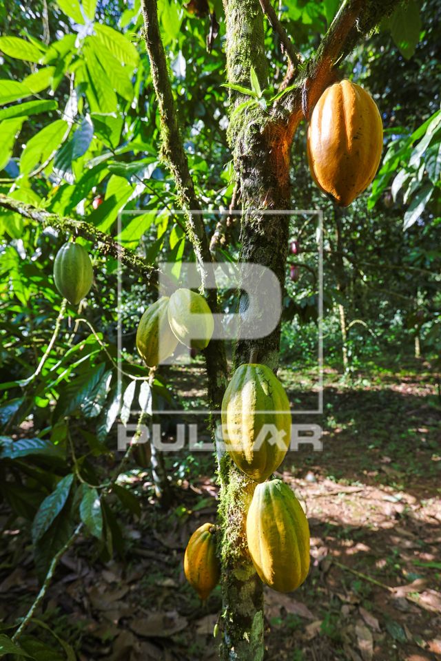 Cacau plantado no sistema agroflorestal