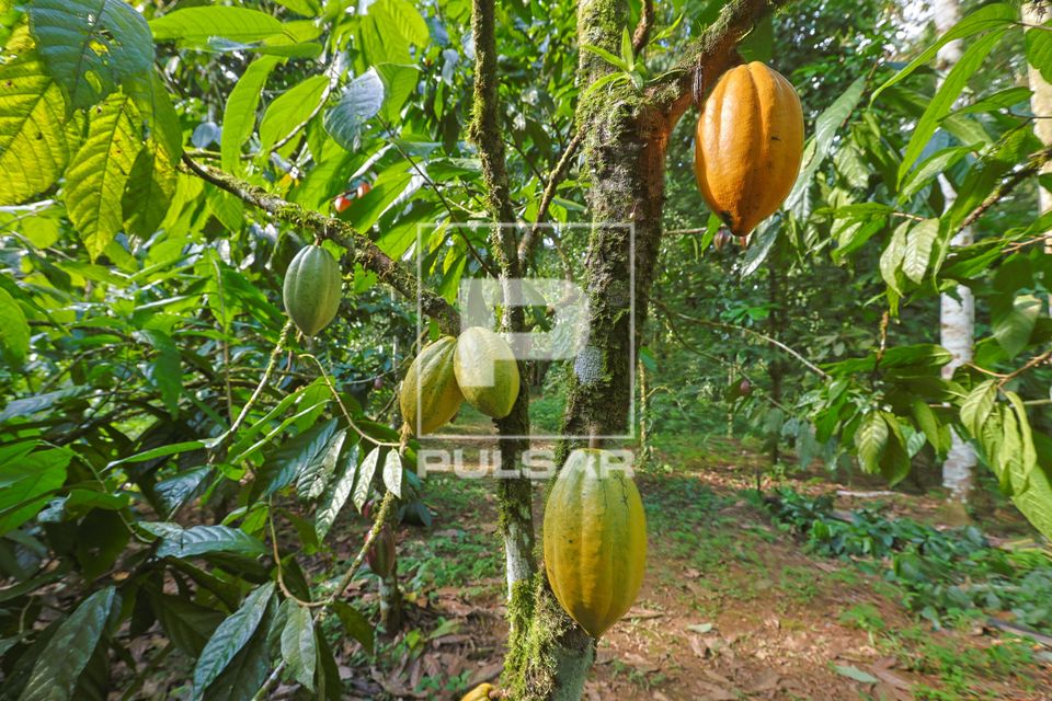 Cacau plantado no sistema agroflorestal