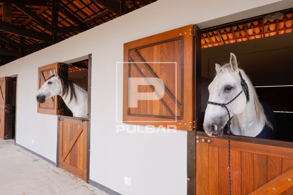 Cavalos em haras de resort