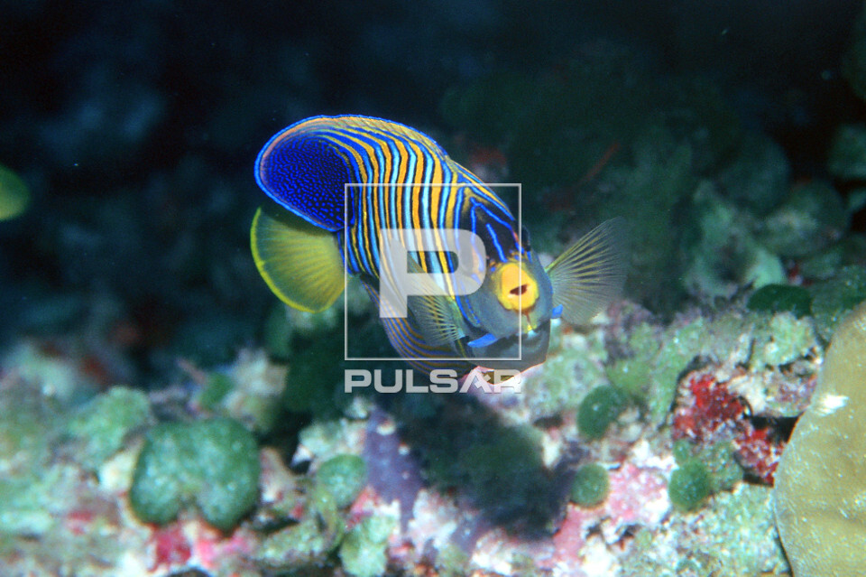 Peixe-anjo - Pygoplites diacanthus - atol de Mili