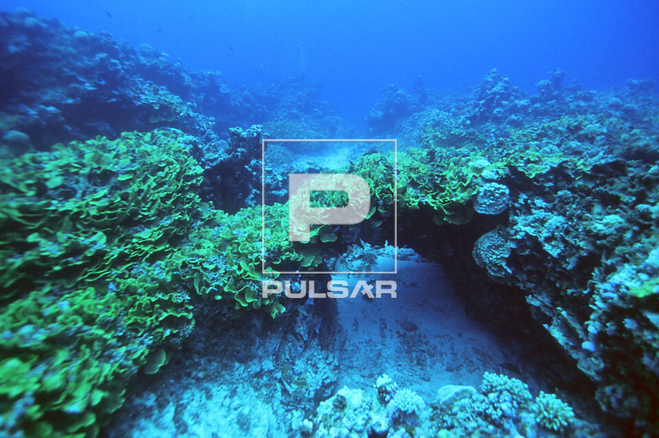 Paisagem submarina e coral-alface - Turbinaria sp. - Rongelap - Ilhas Marshall
