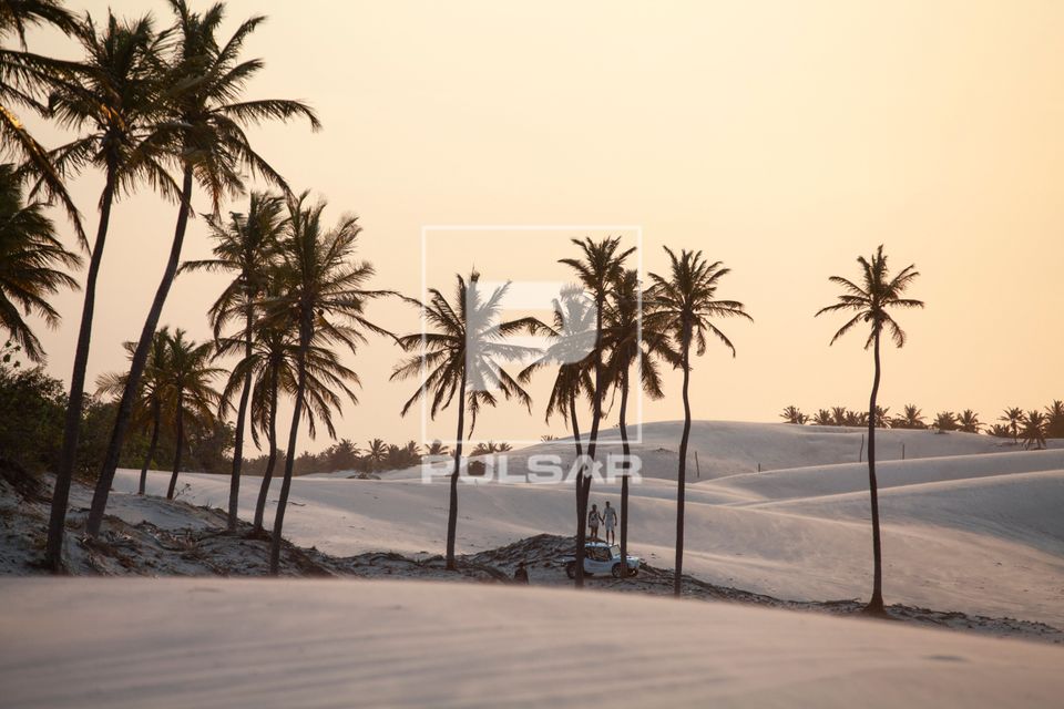 Coqueiros nas dunas da Praia de Barrinha