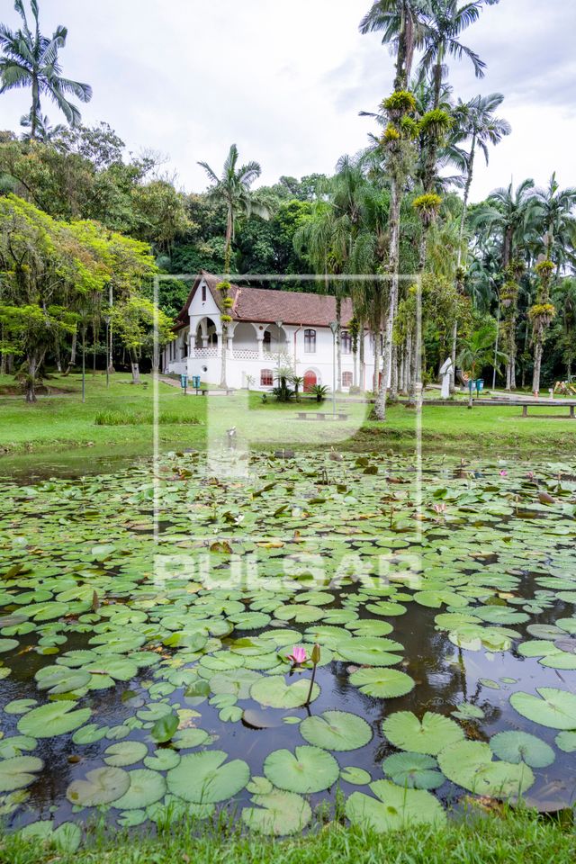 Ninfeias em lago no Museu de Arte de Joinville 