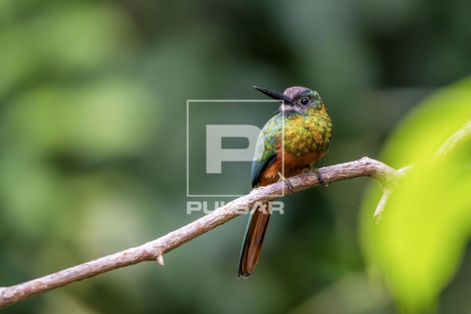 Ariramba-de-cauda-ruiva - também conhecida como de-cauda-castanha - beija-flor-grande - bico-de-agulha-de-rab