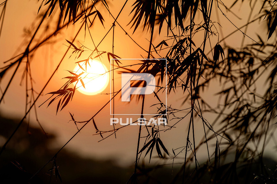 Silhueta de folhas de bambu ao entardecer