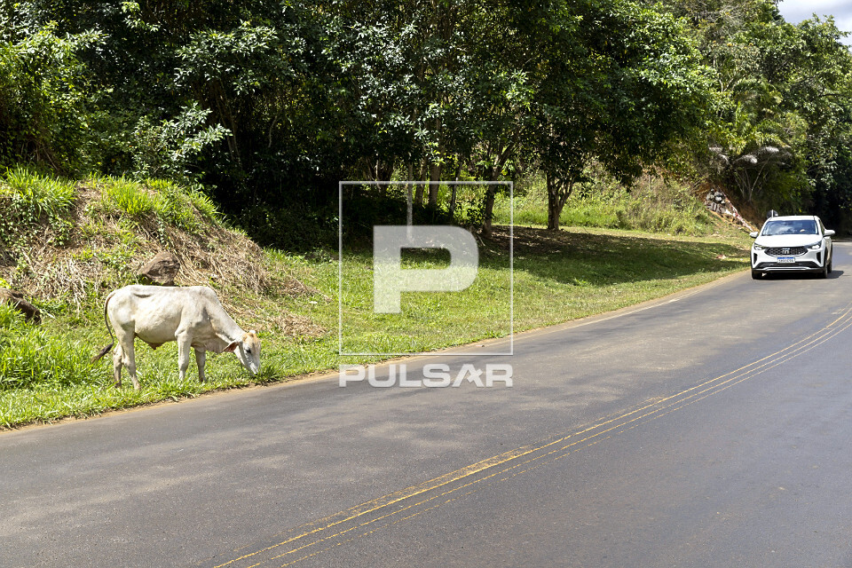 Vaca pastando na margem da rodovia no distrito de Taboquinhas