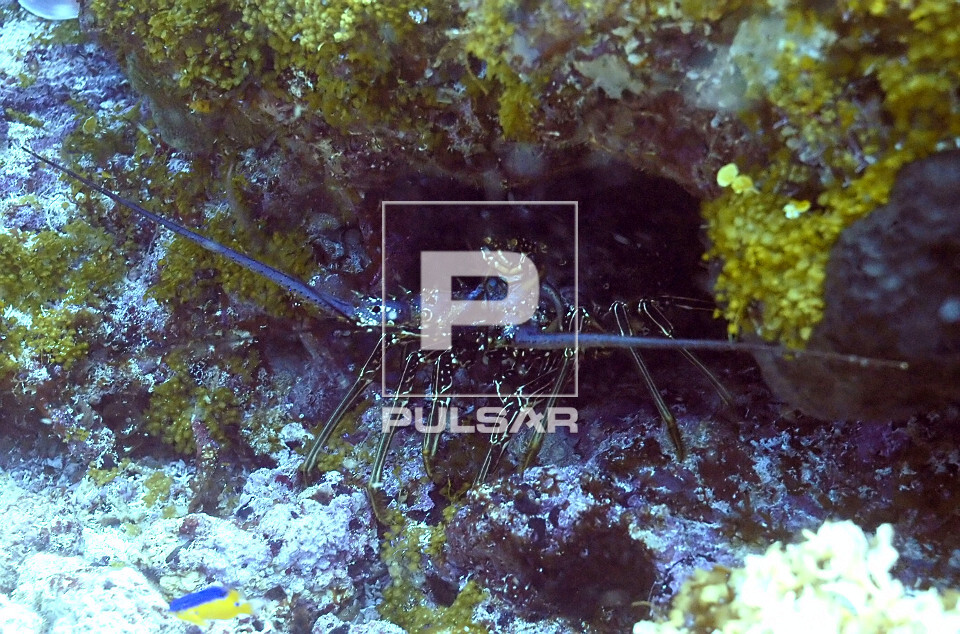 Lagosta - Panulirus sp - Parque Nacional Marinho Fernando de Noronha