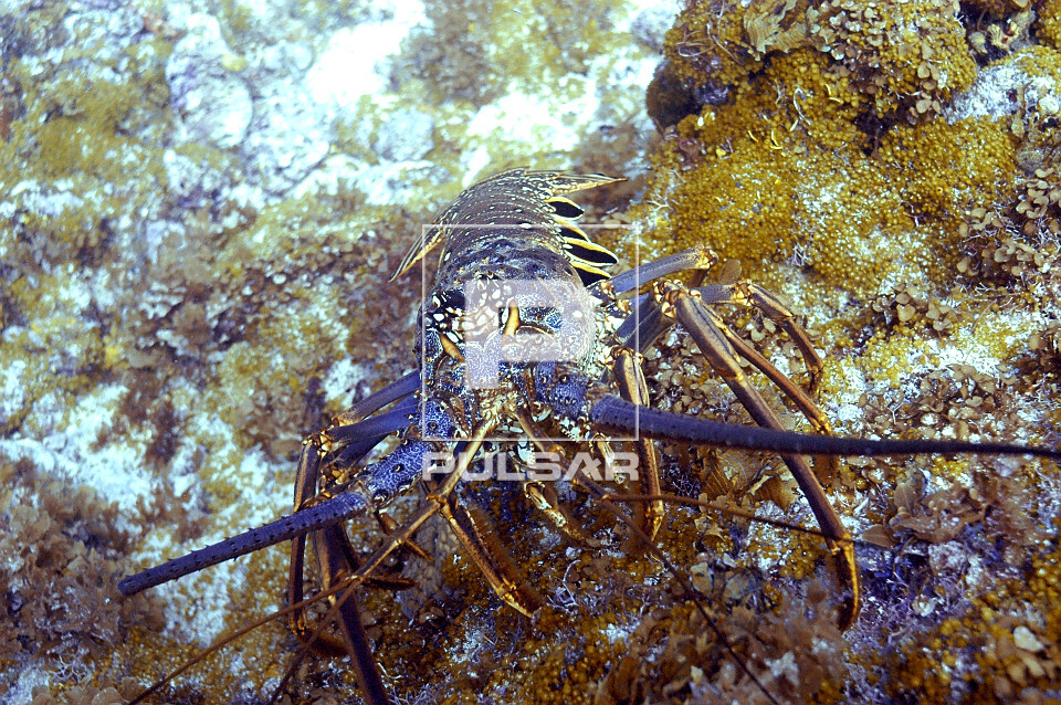 Lagosta - Panulirus sp - Parque Nacional Marinho Fernando de Noronha