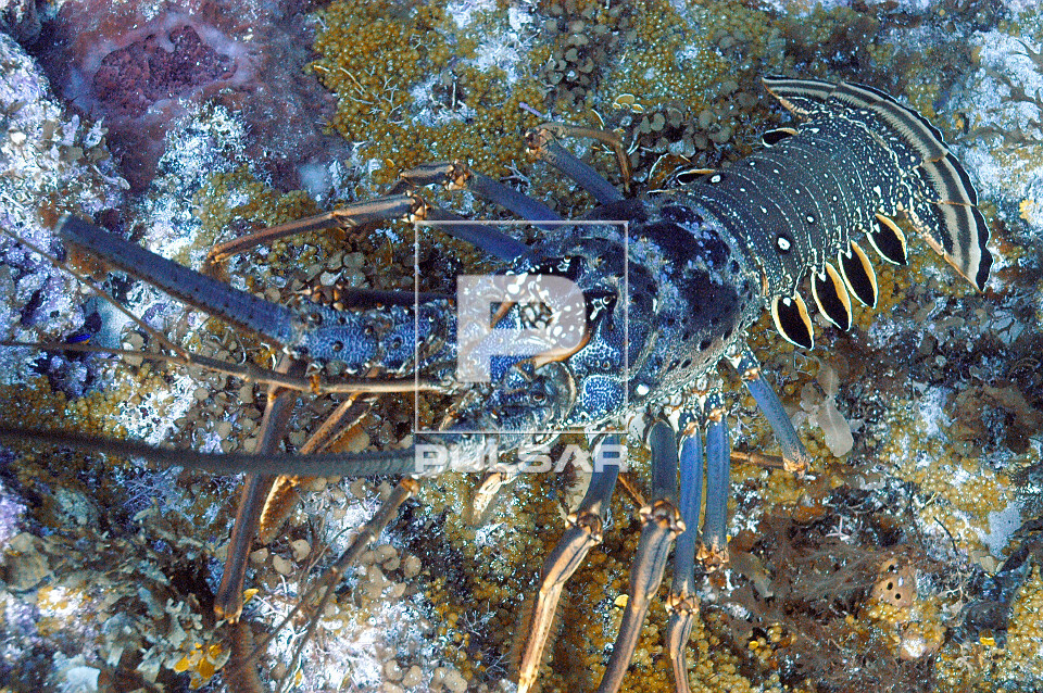 Lagosta - Panulirus sp - Parque Nacional Marinho Fernando de Noronha