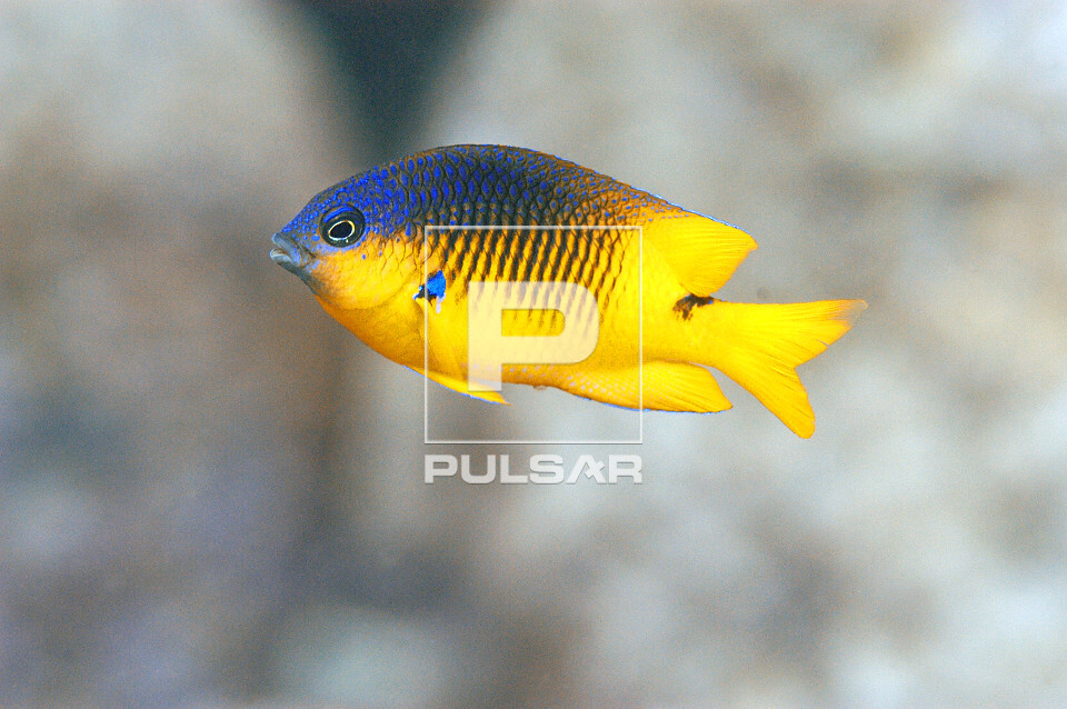 Peixe donzelinha - Parque Nacional Marinho Fernando de Noronha