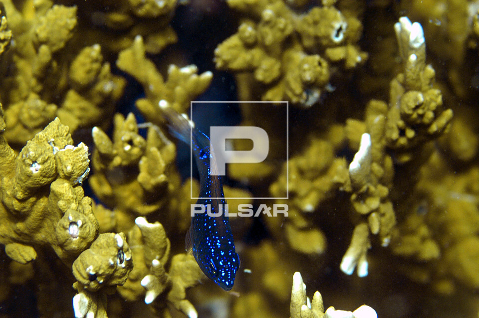 Coral-de-fogo - Millepora sp - Peixe donzelinha - Stegastes sp 