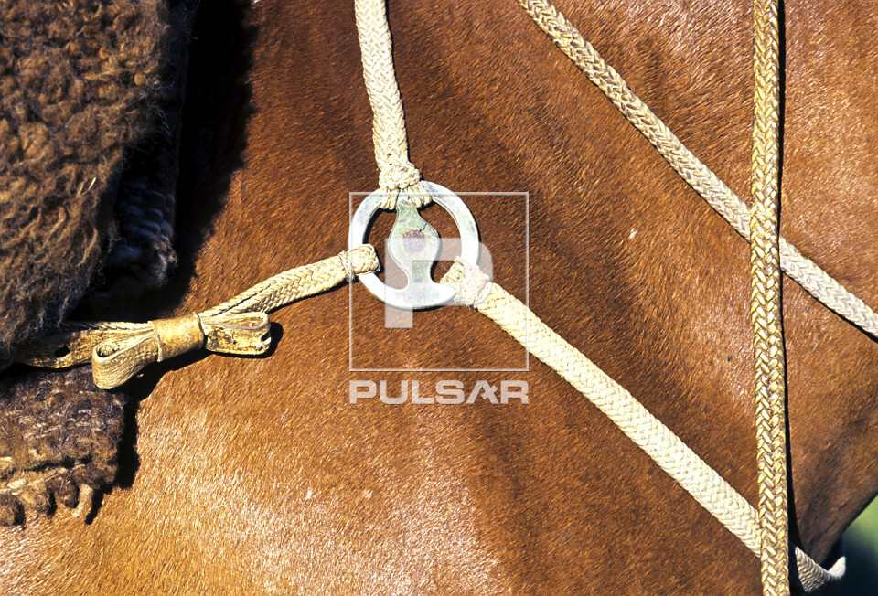 Detalhe de arreio em cavalo