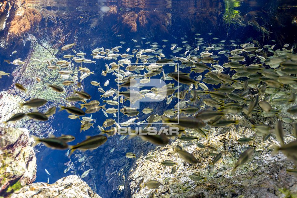 Cardume de lambaris na entrada da caverna submersa na nascente do Rio Chapeninha