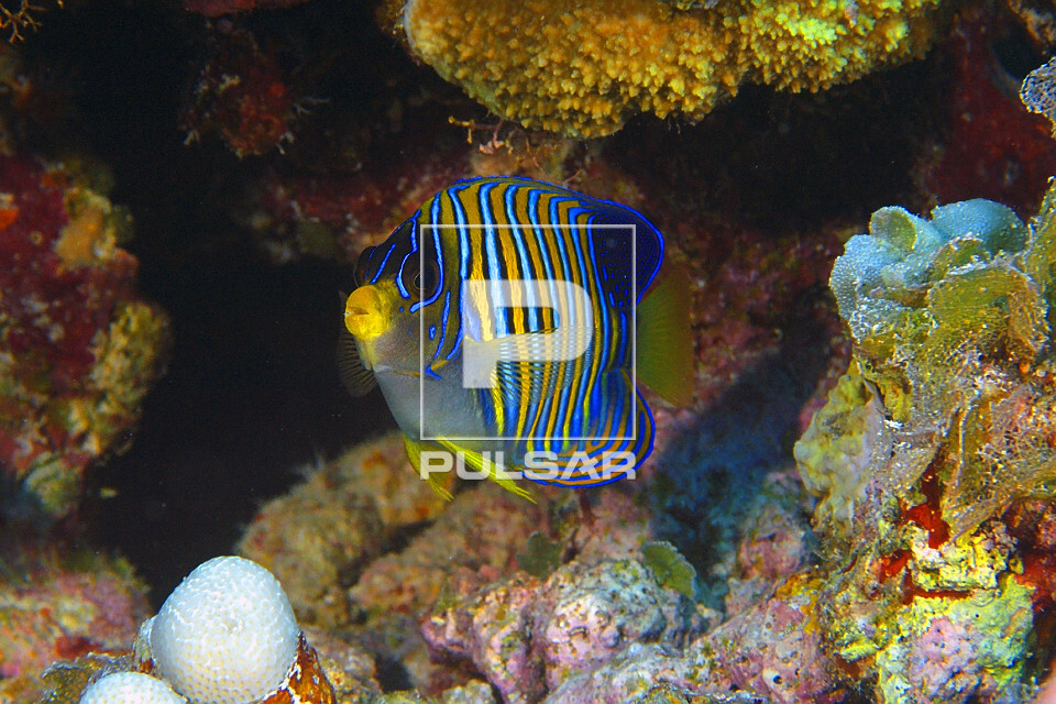 Peixe-anjo real - Pygoplites diacanthus - Atol de Namu - Ilhas Marshall