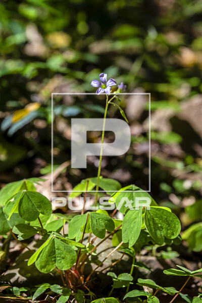 Planta de trevo com flor - 