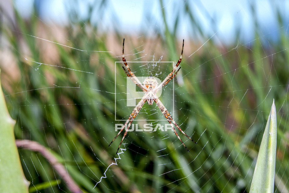 Aranha em sua teia - 