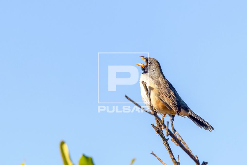 Batuqueiro ou bico-de-pimenta vocalizando - Parque Nacional da Serra da Canastra