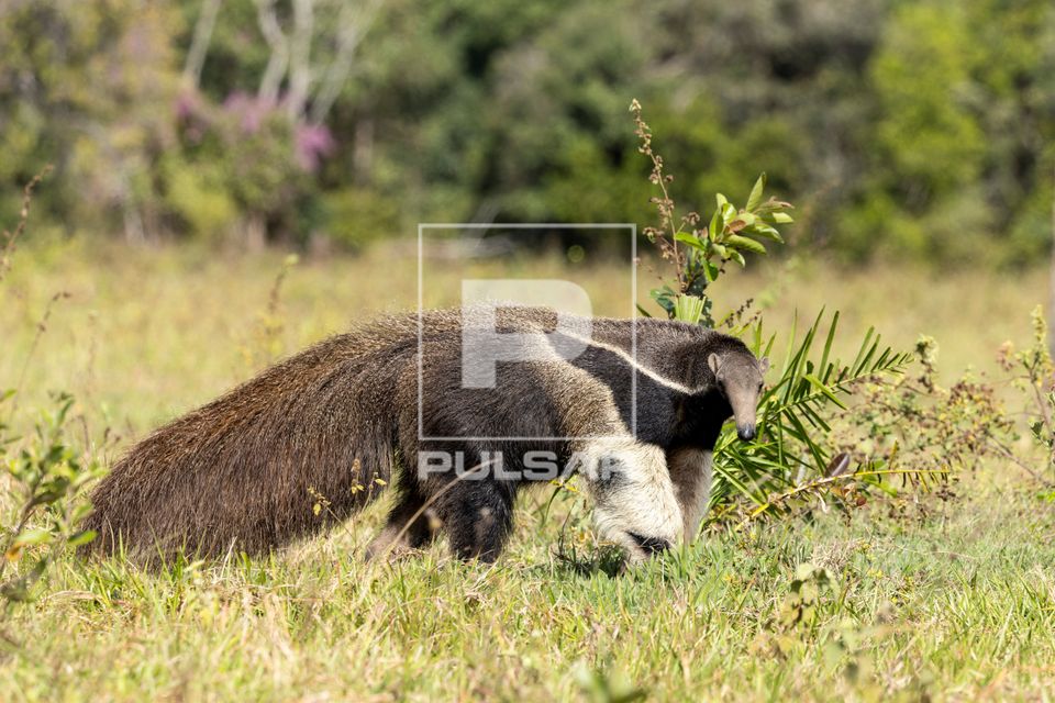Tamanduá-bandeira - espécie ameaçada de extinção - Pantanal Sul