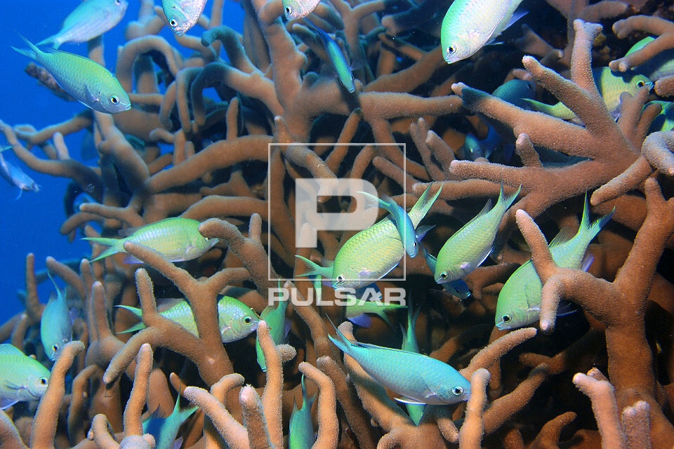 Cardume de donzelinhas - Chromis viridis - entre galhos de coral Porites cylindrica - Atol de Ailuk