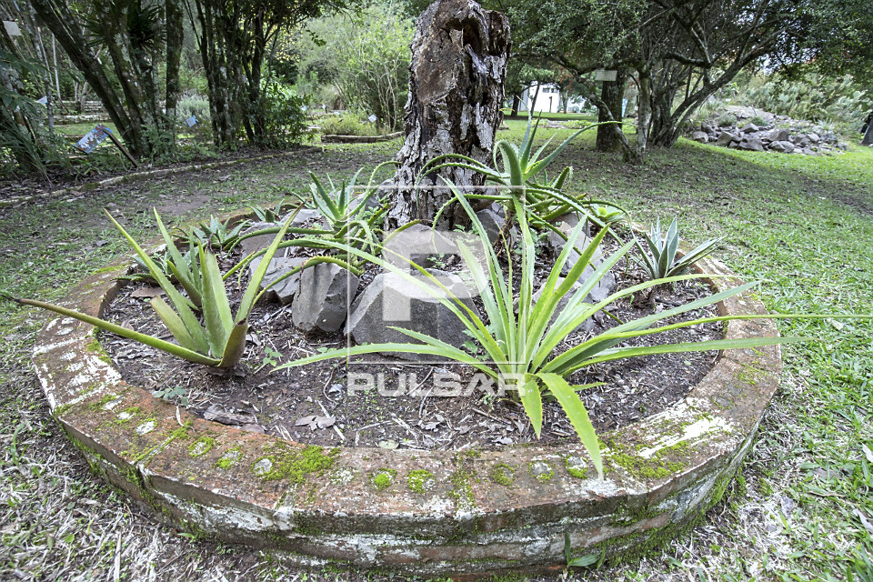 Suculentas que gostam de sol: espécies ideais para sol pleno e como cultivar 11 Image