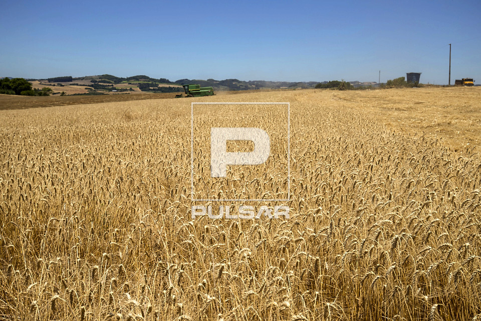 Plantação de trigo na aldeia Kaingang | Pulsar Imagens | Banco imagens ...