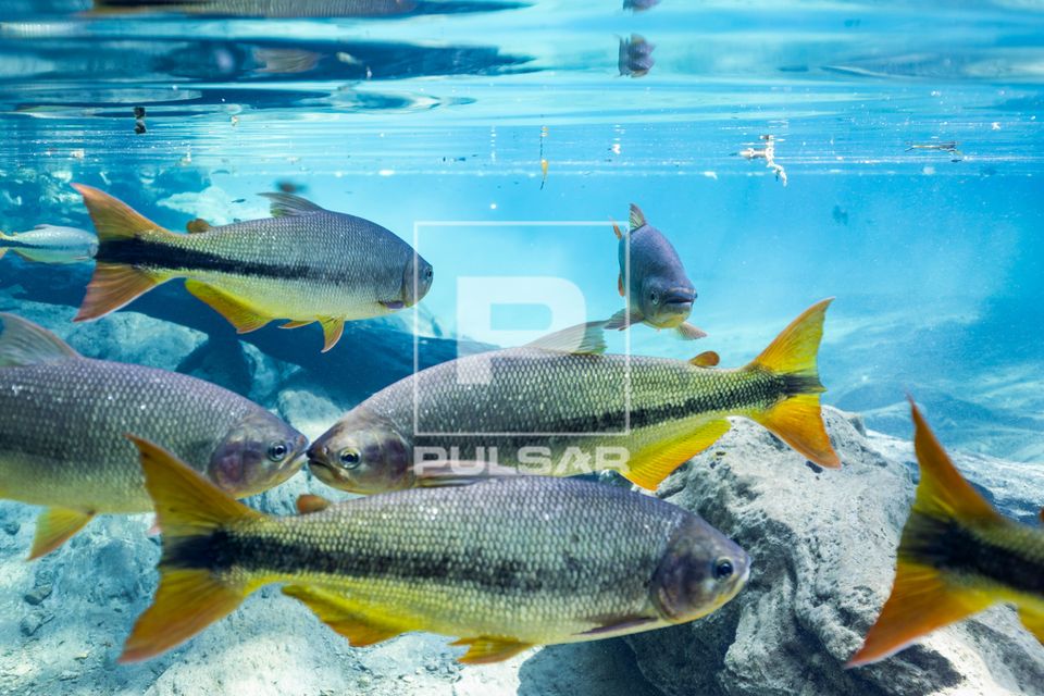 Piraputangas no Rio do Peixe - fazenda de ecoturismo 