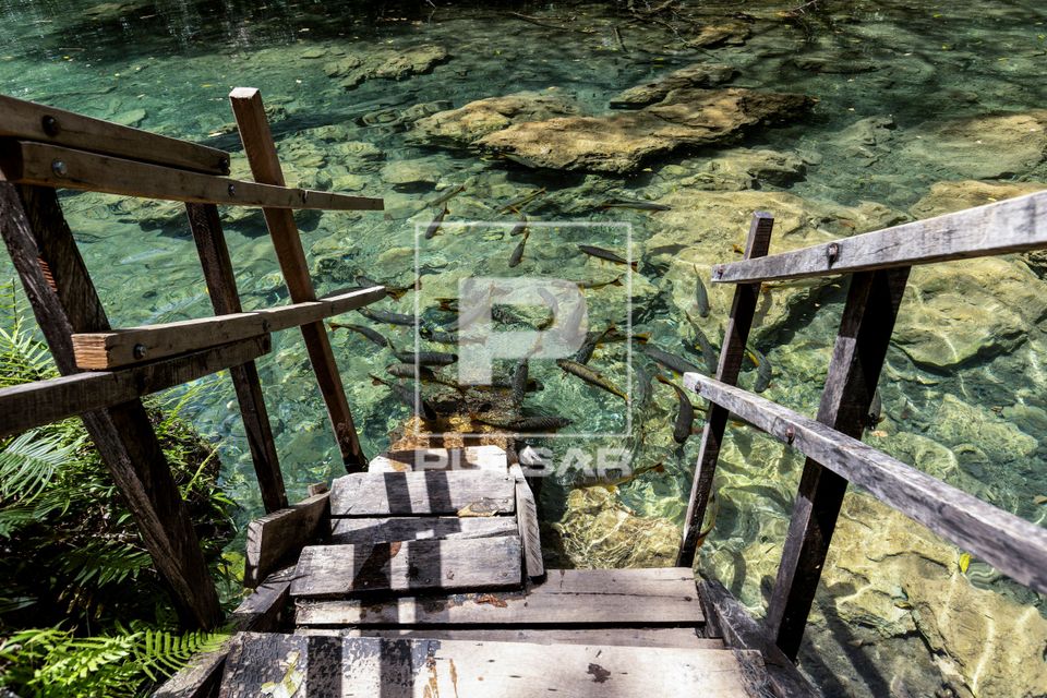 Escada de acesso ao Rio do Peixe e cardume de piraputanga em fazenda de ecoturismo 