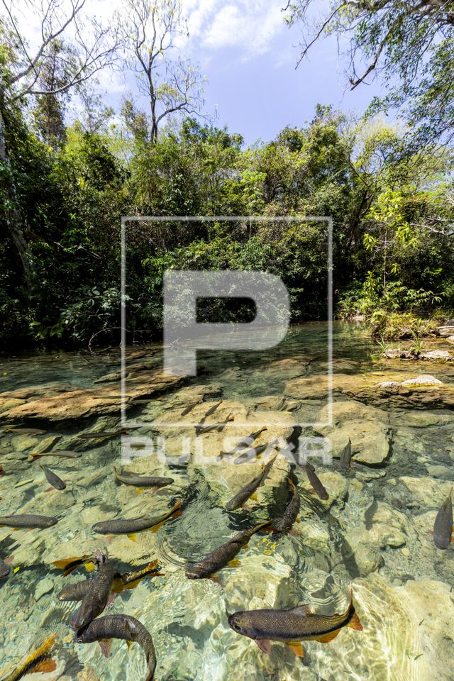 Cardume de piraputanga no Rio do Peixe em fazenda de ecoturismo 