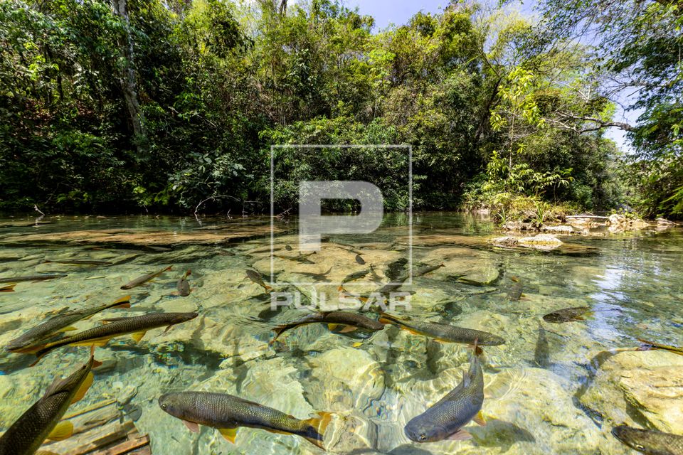 Cardume de piraputanga no Rio do Peixe em fazenda de ecoturismo 