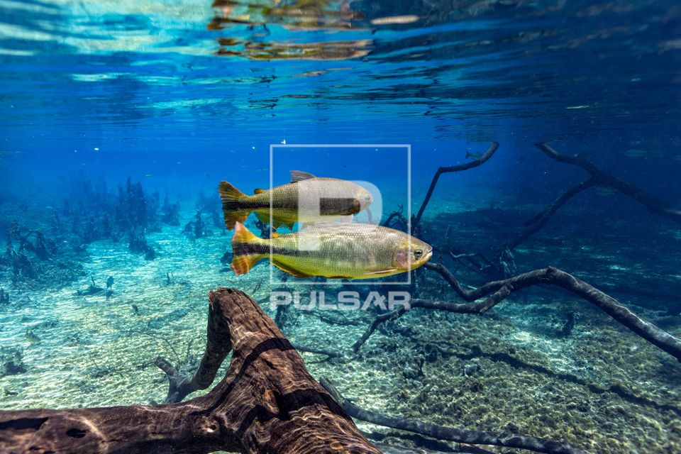 Piraputangas no Rio da Prata - Serra da Bodoquena