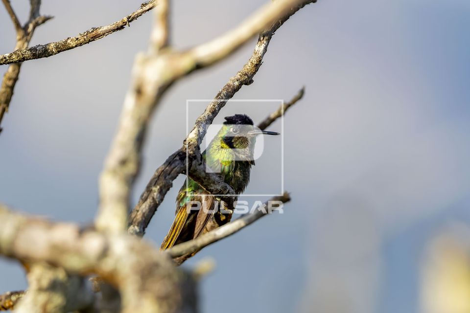 Beija-flor-de-gravata-vermelha macho jovem  - Parque Nacional da Chapada Diamantina