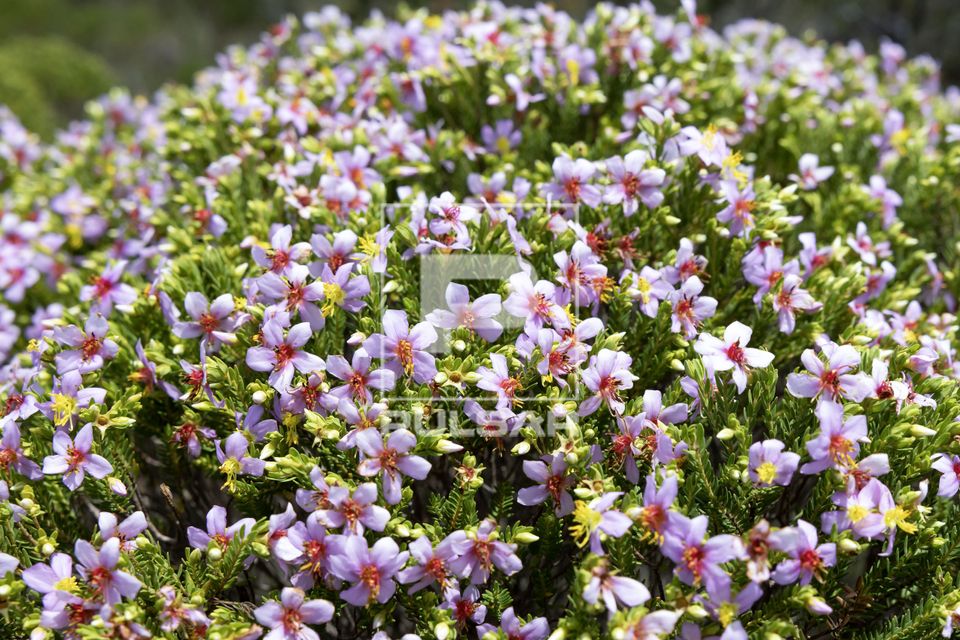 Detalhe de flor dois-de-julho