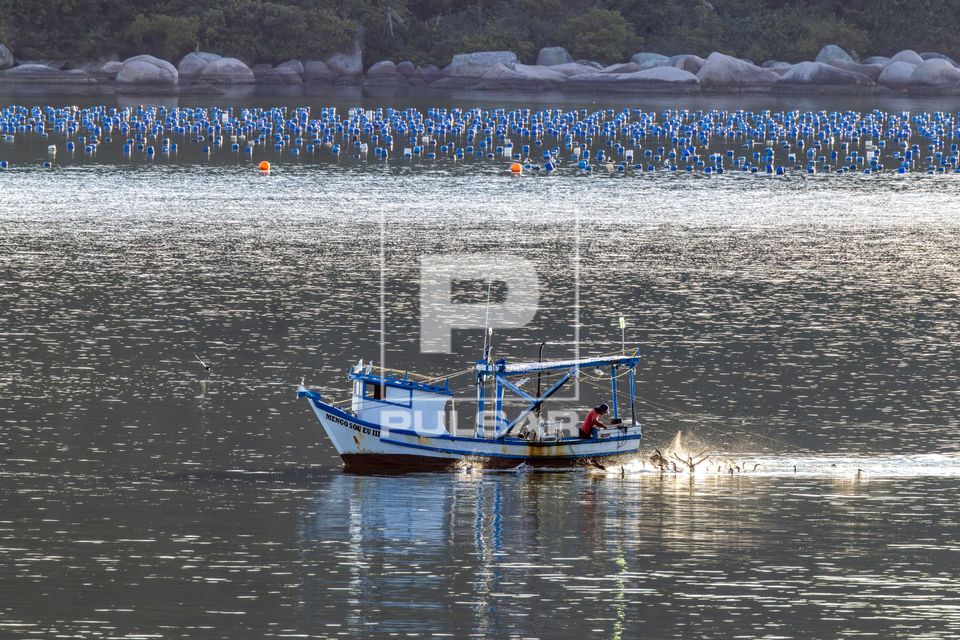 Pescador em traineira pescando camarão por arrasto - ao fundo fazenda marinha - cultivo de ostras e mariscos 