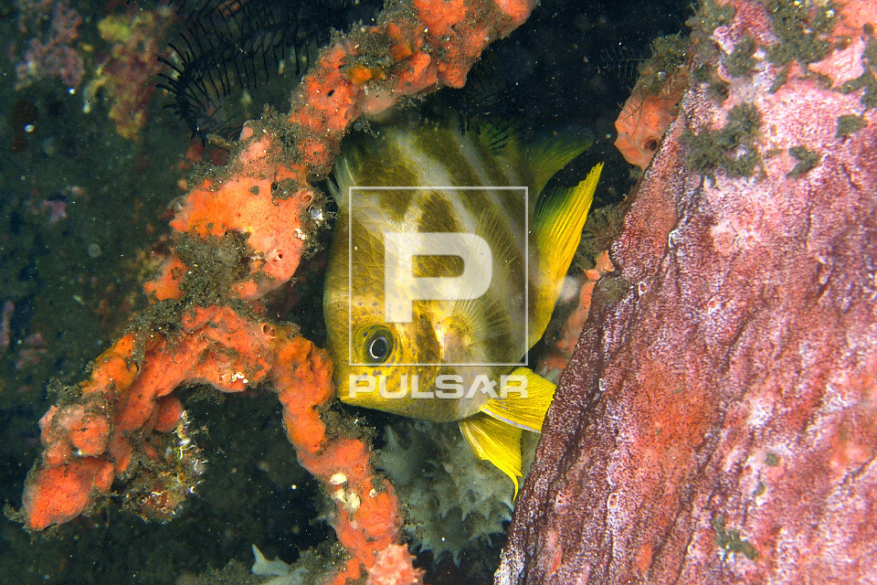 Donzelinha dourada entre esponjas - durante a noite - Amblyglyphidodon aureus - Dumaguete