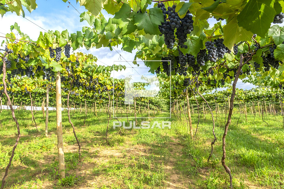 Plantação de uva Syrah para produção de vinho no sistema pergolado ...