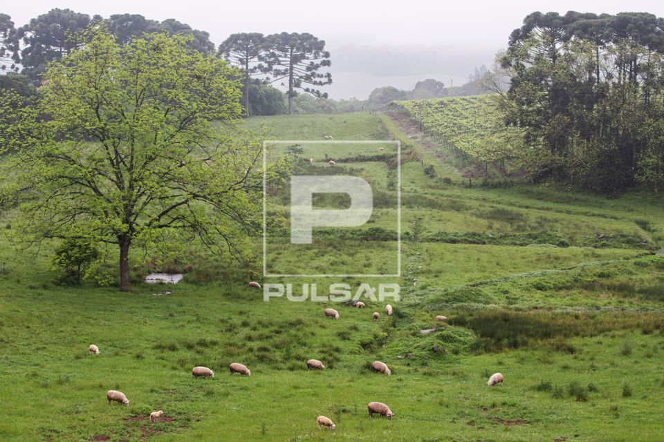 Rebanho de ovelhas pastando em campo natural