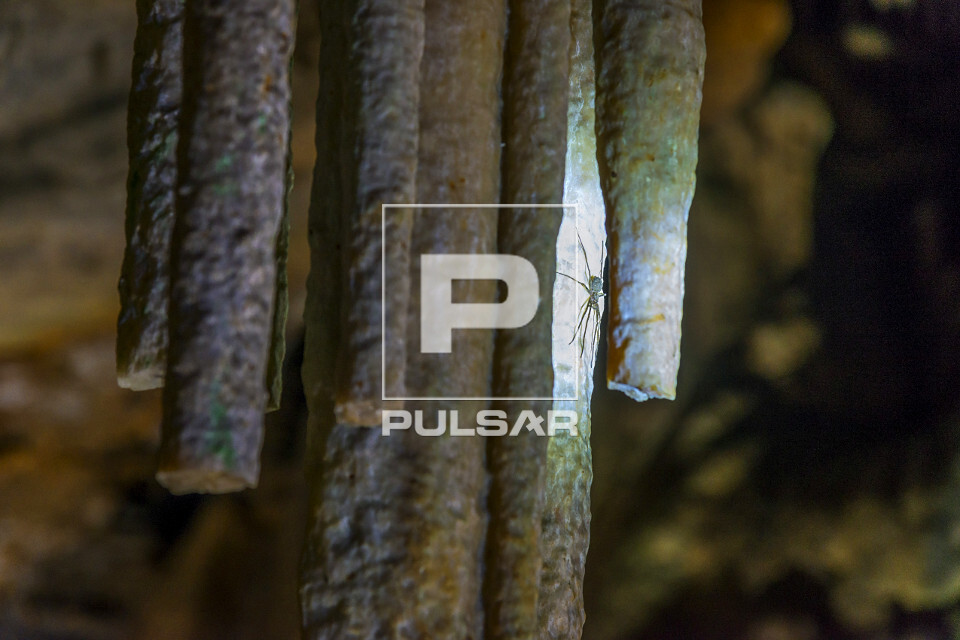 Aranha na caverna no Monumento Natural Estadual Gruta do Rei do Mato na Rota das Grutas Peter Lund