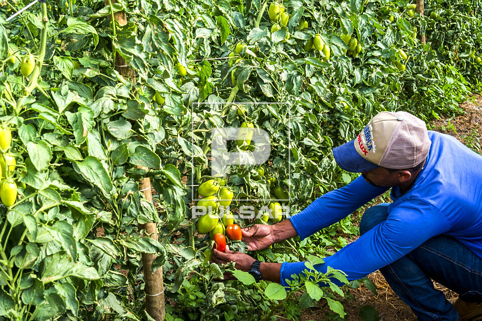 Trabalhador rural durante colheita de tomates produzidos em estufa
