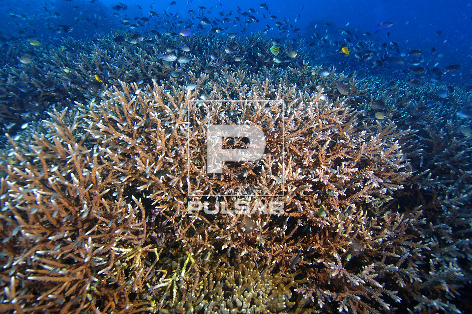 Recife de Rocky Point - Donzelinhas procuram abrigo nos galhos de coral Acropora - Ilha de Apo